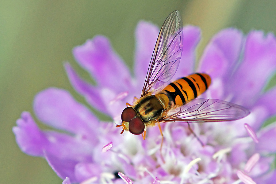 Episyrphus balteatus